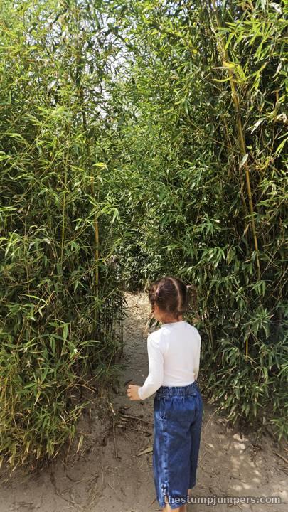 Blazing a trail through the bamboo.